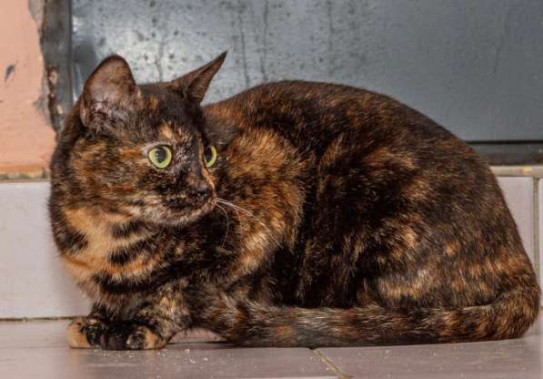 Котенок в добрые руки. Крошка пеструшка в Калуге фото 36