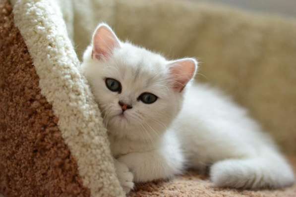 Британский мальчик роскошного окраса в Москве фото 8