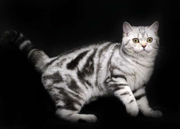 Шотландский котик. Питомник в фото 12