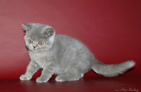 Британские котята, окрас голубой, черный в Самаре фото 15