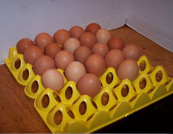 ✔ ✔ ✔Лотки для яиц инкубатор лоток курица утка фазан индейка в Астрахани