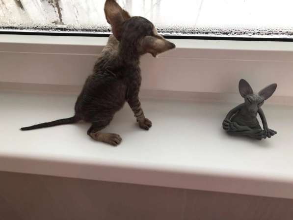 Элитный Девон-Рекс. Кудрявый лесной в Санкт-Петербурге фото 46