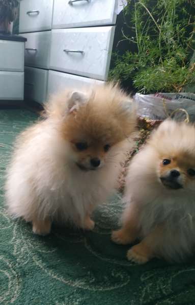 Маленькие живые мишки девочки 3месяца в фото 31