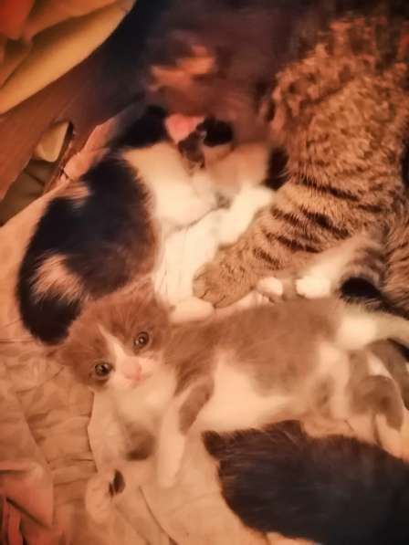 Котята в Новосибирске фото 29