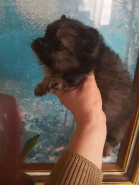 Мини-мишка девочка померанского шпица. Крошечная в фото 22