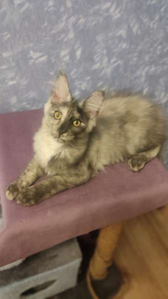 Продажа породистых котята породы Мейн-кун в Москве фото 15