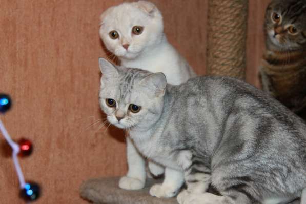 Шотландские котики фолд и страйт в Москве фото 9