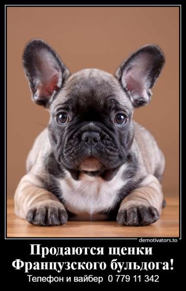 Очаровательные щеночки французского бульдога