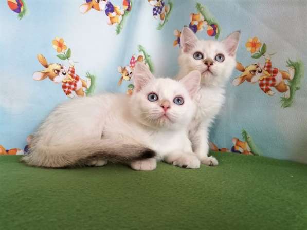 Котик и кошечка с голубыми глазами в Казани фото 5