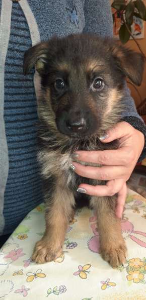 Щенки немецкой овчарки в Калининграде фото 4