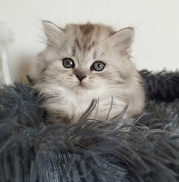 Шотландские котята очень высокого уровня в фото 22