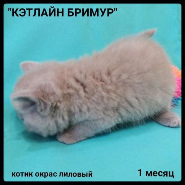 Настоящие Британские котята из питомника в фото 15
