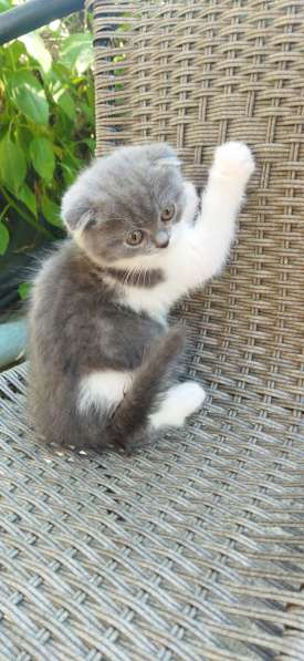 Scottish Fold, male в фото 5