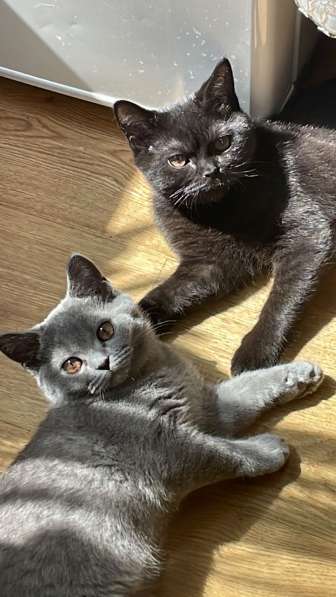 Продаю шотладских скоттиш-страйт котят