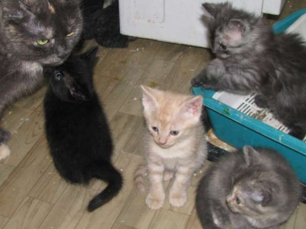 Котята на счастье в Туле фото 4