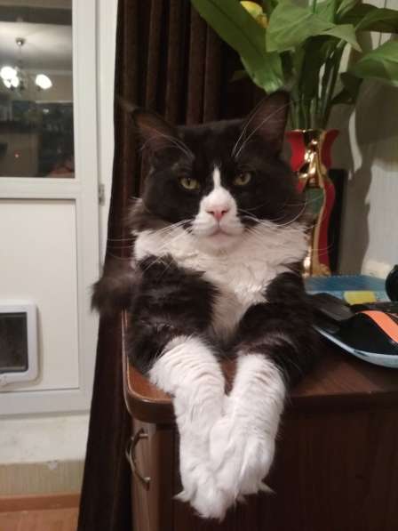 Вязка Мейн Кун в Лобне фото 22