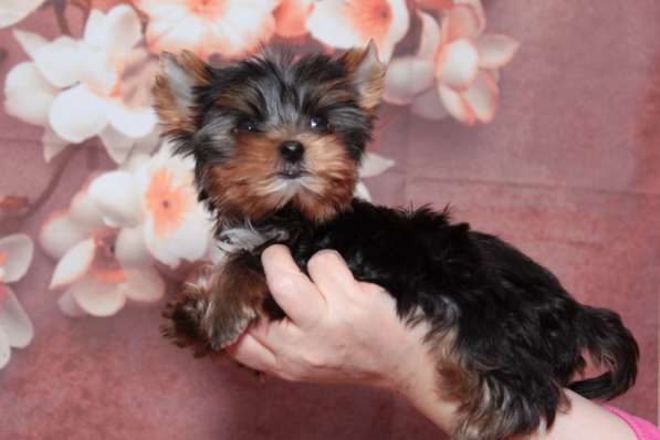 Продается малыш Йоркширского терьера в Москве фото 4