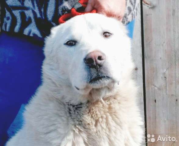 Белый годовалый кобель сао в Бийске фото 6