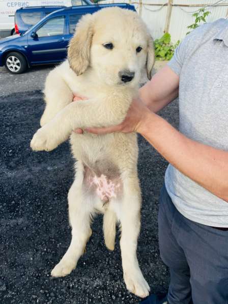 Щеночки помесь бурят-монгольского волкодава в добрые руки в Москве фото 6