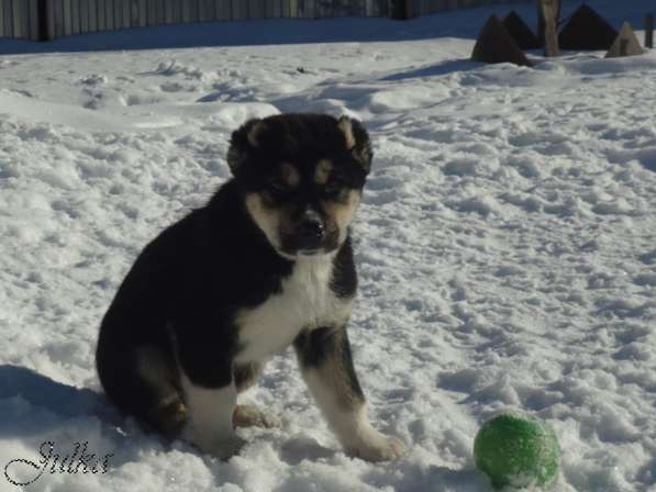 Продаются щенки САО(алабаи),от отарников Таджикистана в Владимире фото 15