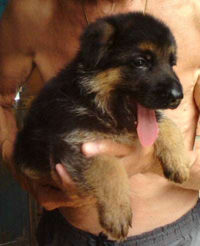 Щенок немецкой овчарки в Краснодаре фото 12