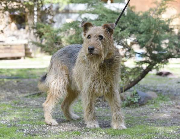 Мухтар ищет семью в Москве фото 9