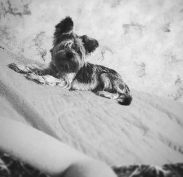 Дрессировка собак в Москве фото 6