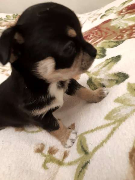 Щенки чихуахуа в Москве фото 23