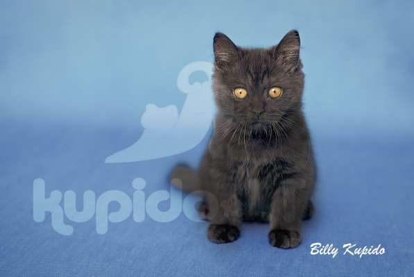 Британские короткошерстные котята в фото 11
