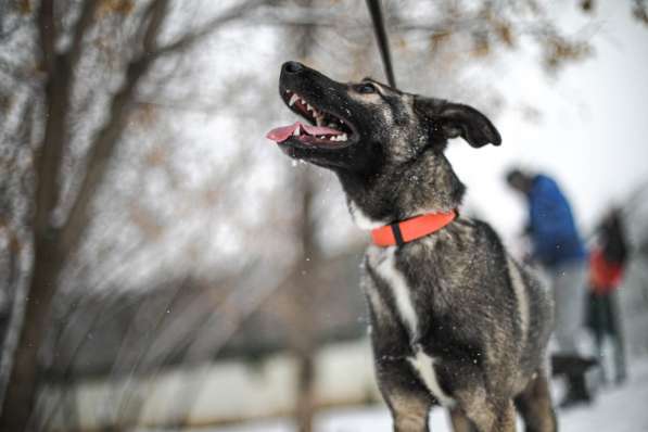 Тиффани щеночек-конфетка в Москве фото 5