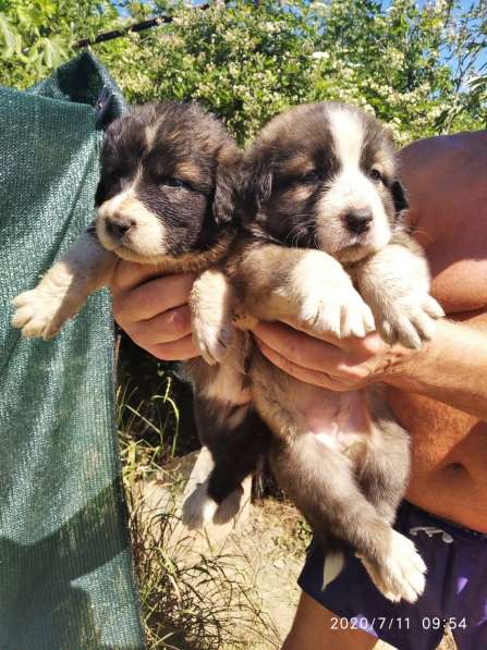 Щенки алабая(среднеазиатская овчарка) продажа в Судаке фото 14