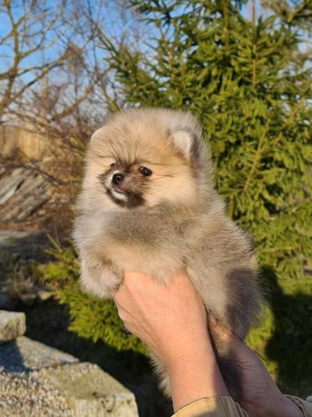 Щенки шпиц в Калининграде фото 17