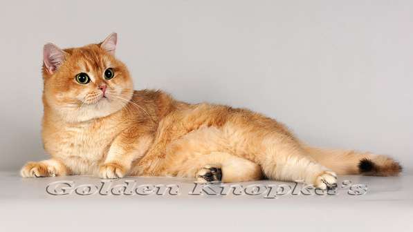 Британские плюшевые котята золотой шиншиллы