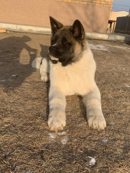 Акита в Ростове-на-Дону фото 43