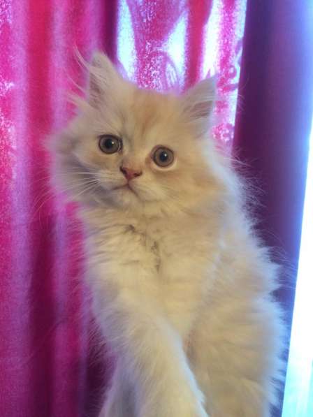 Персидский классический котик в Москве фото 3