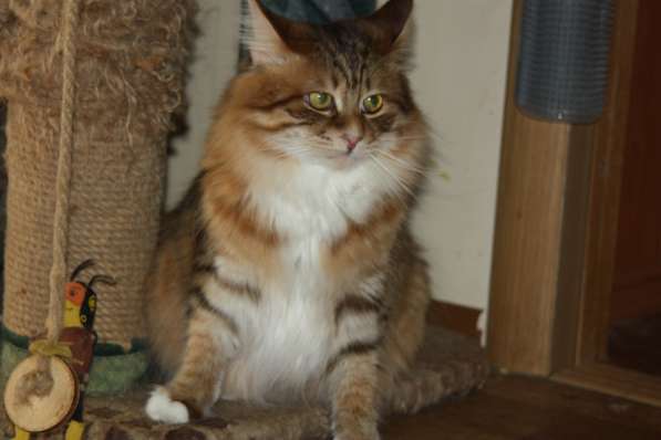 Курильский бобтейл - котята золотого окраса в Краснодаре фото 3