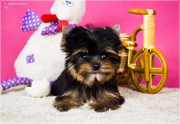 Девочка йоркширского терьера в Санкт-Петербурге фото 6