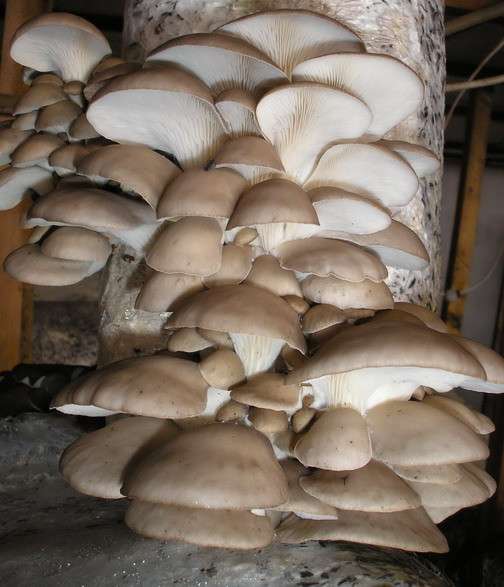 Мицелий грибов, субстраты (грибные блоки), культуры грибов в Воронеже фото 17