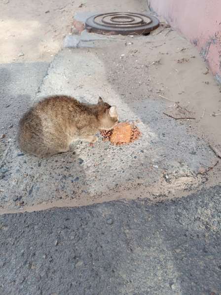 Кошечка ласковая в Улан-Удэ фото 4