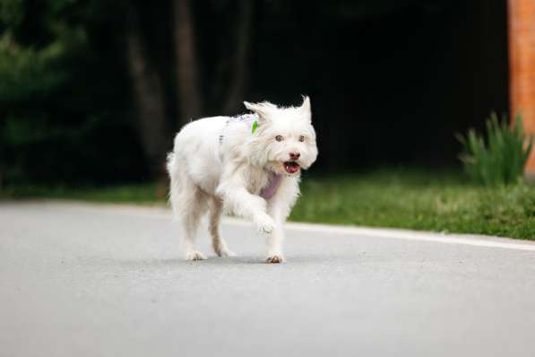 Очаровательный белый пёсик Банди в дар в Москве