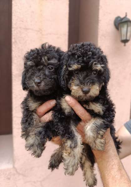 Toy poodle. Phantom boys в фото 3