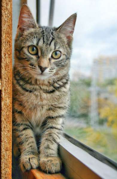 Отдам даром Жизнерадостная котенок Анфиса яркая тигр в Москве фото 6