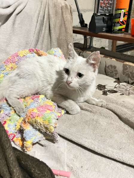 Кошка бесплатно