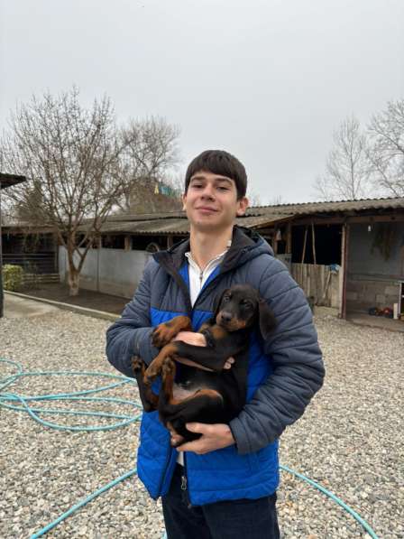 Доберман европейский чистокровный в Нальчике
