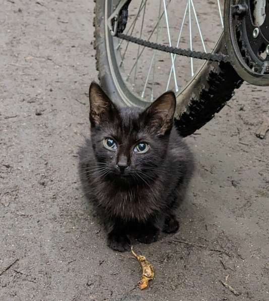 Выбросили черного котёнка! На улице погибнет