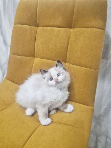 Самый ласковый котик Рэгдолл в Москве фото 5