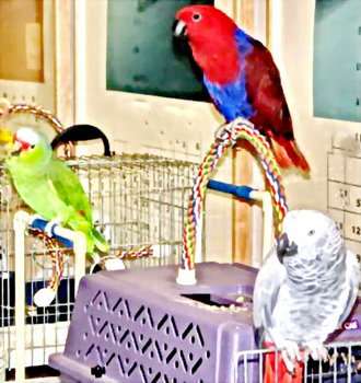 Разведения и продажа попугаев и канареек в Москве фото 10