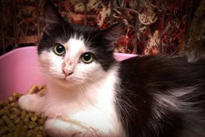 Отдам даром Привет, я-Тарзан в Санкт-Петербурге