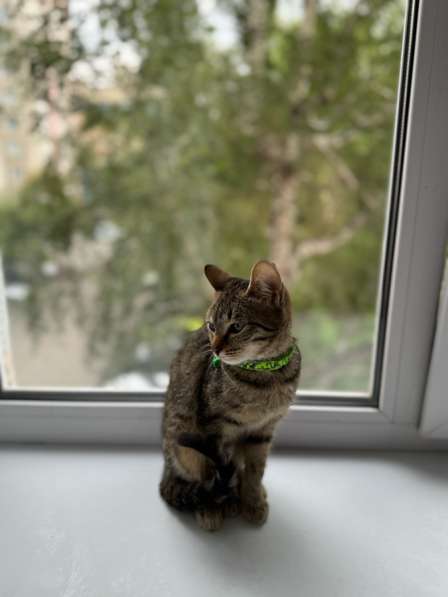 Котёнок в Челябинске фото 3