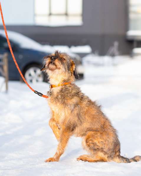 Редкой внешности собачка ищет дом в Санкт-Петербурге